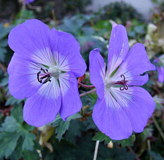 STORT UTVALG: Mange Geranium trives ved sjøen, og finnes i både rosa, blå og hvite nyanser. STORT UTVALG: Mange Geranium trives ved sjøen, og finnes i både rosa, blå og hvite nyanser.