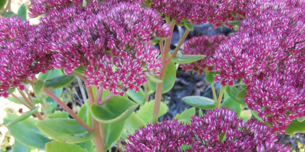 HARDFØR: Mange Sedum klarer seg fint ved kysten. Her er Sedum telephium i ferd med å springe ut i full blomst. HARDFØR: Mange Sedum klarer seg fint ved kysten. Her er Sedum telephium i ferd med å springe ut i full blomst.