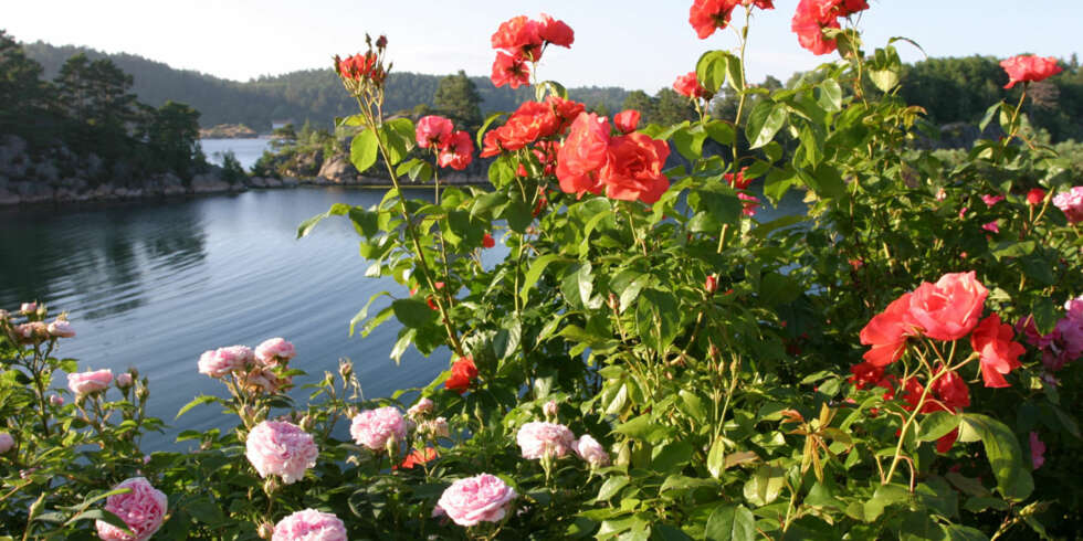 VAKKER UTSIKT: Fantastisk sjø og nydelige roser. Sommer! VAKKER UTSIKT: Fantastisk sjø og nydelige roser. Sommer!