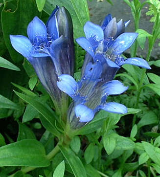 SØT: Gentiana septemfida (søte) er en flott staude du må ned på kne for å se skjønnheten i. SØT: Gentiana septemfida (søte) er en flott staude du må ned på kne for å se skjønnheten i.