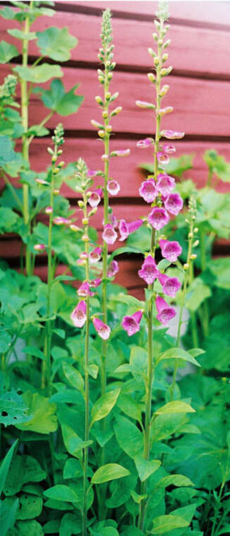 NATURLIG: Revebjelle er en flott, toårig plante som både vokser vilt og brukes mye i hagen. Spesielt "Cottage gardens" hageeiere er begeistret for denne. NATURLIG: Revebjelle er en flott, toårig plante som både vokser vilt og brukes mye i hagen. Spesielt "Cottage gardens" hageeiere er begeistret for denne.