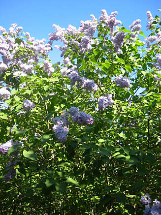 FIN I BLOMST: De tørre stilkene etter blomstene på syrinen er ikke spesielt dekorative. Klipp dem vekk, gjerne rett over et bladfeste. FIN I BLOMST: De tørre stilkene etter blomstene på syrinen er ikke spesielt dekorative. Klipp dem vekk, gjerne rett over et bladfeste.
