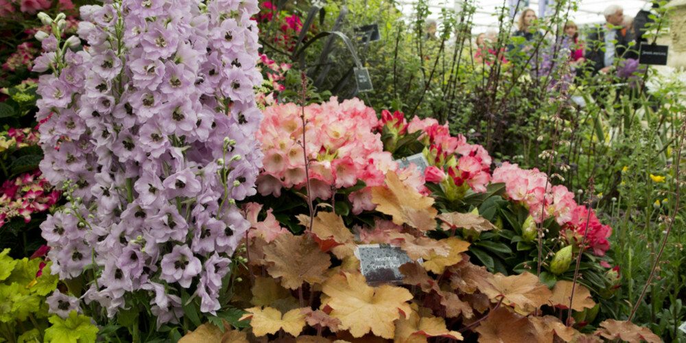 Ridderspore (Delphinium) og rododendron, samt Heuchera (alunrot) på Burncoose Nurseries sin utstilling. Ridderspore (Delphinium) og rododendron, samt Heuchera (alunrot) på Burncoose Nurseries sin utstilling.