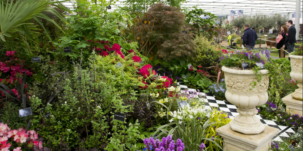 Burncoose Nurseries viste frem alt fra bregner til japansk lønn i en utstilling som var smekk full med planter. Burncoose Nurseries viste frem alt fra bregner til japansk lønn i en utstilling som var smekk full med planter.