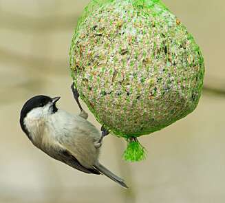 Heng den ferdige meisebollen gjerne i et nett (av den typen man beskytter bærbusker med). Foto: Colourbox.no Heng den ferdige meisebollen gjerne i et nett (av den typen man beskytter bærbusker med). Foto: Colourbox.no