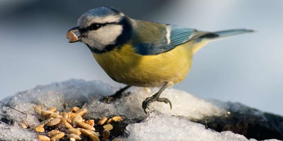 Ved å mate småfuglene får dere en flott mulighet til å studere dem på nært hold. Foto: Colourbox.no Ved å mate småfuglene får dere en flott mulighet til å studere dem på nært hold. Foto: Colourbox.no