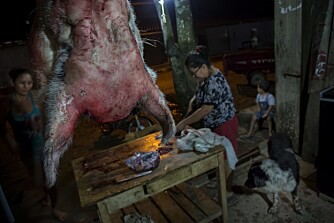 Grisehoder hang rundt i landsbyen og skapte en litt skummel stemning. De var imidlertid en viktig kilde til sjamanens medisin. Grisehoder hang rundt i landsbyen og skapte en litt skummel stemning. De var imidlertid en viktig kilde til sjamanens medisin.