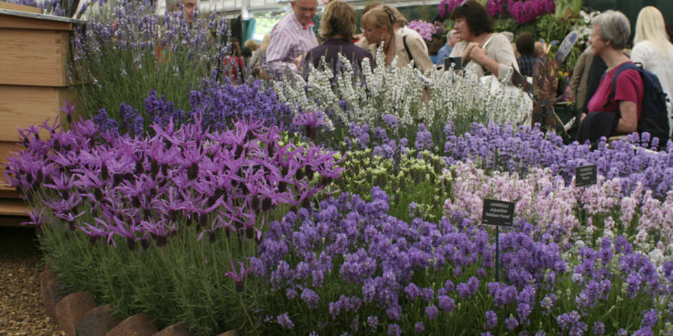 LAVENDEL: Duftende lavendel i alle tenkelige fasonger. (Foto: Ellen A. Meyn) LAVENDEL: Duftende lavendel i alle tenkelige fasonger. (Foto: Ellen A. Meyn)