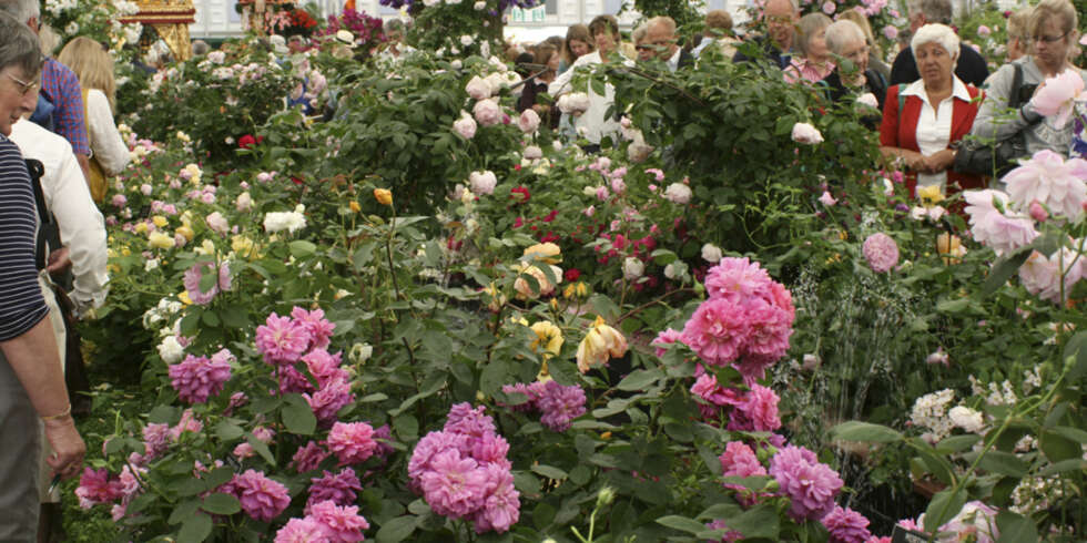 BLOMSTERFLOR: Nydelig duft og nydelige blomster hos David Austins område i paviljongen på Chelsea Flower Show 2010. (Foto: Ellen A. Meyn) BLOMSTERFLOR: Nydelig duft og nydelige blomster hos David Austins område i paviljongen på Chelsea Flower Show 2010. (Foto: Ellen A. Meyn)