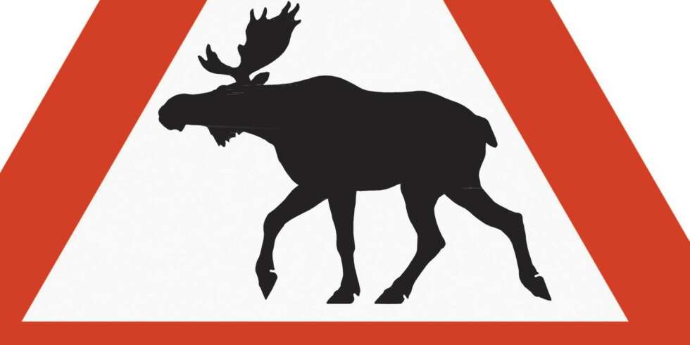 I VEIEN: Veien er et populært samlingssted for skogens kongen når det er kaldt og mye snø. I VEIEN: Veien er et populært samlingssted for skogens kongen når det er kaldt og mye snø.