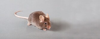 IKKE ET PIP: Noen ting om musa skal være usagt... IKKE ET PIP: Noen ting om musa skal være usagt...