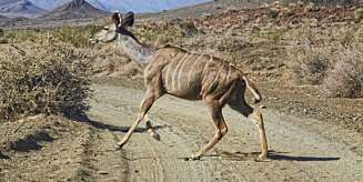 KUDU: Pass deg for kuduen. KUDU: Pass deg for kuduen.