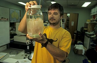 Box Jellyfish (chironex fleckeri), eller sjøveps, er ifølge dr. Jamie Seymour ved James Cook University i Cairns, som har forsket på disse dyrene i en årrekke, det giftigste vesenet på vår planet. Box Jellyfish (chironex fleckeri), eller sjøveps, er ifølge dr. Jamie Seymour ved James Cook University i Cairns, som har forsket på disse dyrene i en årrekke, det giftigste vesenet på vår planet.