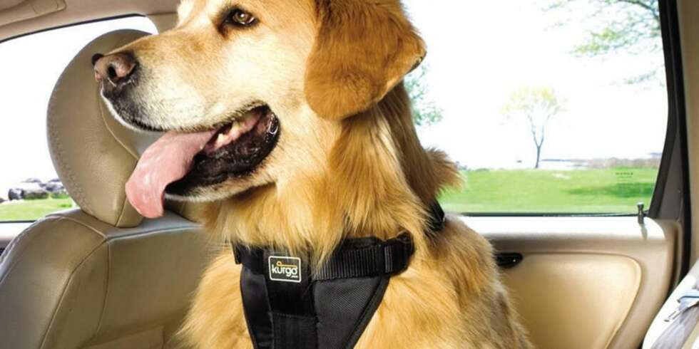 BUR BEST: ADAC fraråder bruk av spesielle hundebelter i baksetet, og mener du også bør unngå sammenleggbare bur fordi de kan klappe sammen ved en kollisjon. FOTO: Newspress BUR BEST: ADAC fraråder bruk av spesielle hundebelter i baksetet, og mener du også bør unngå sammenleggbare bur fordi de kan klappe sammen ved en kollisjon. FOTO: Newspress