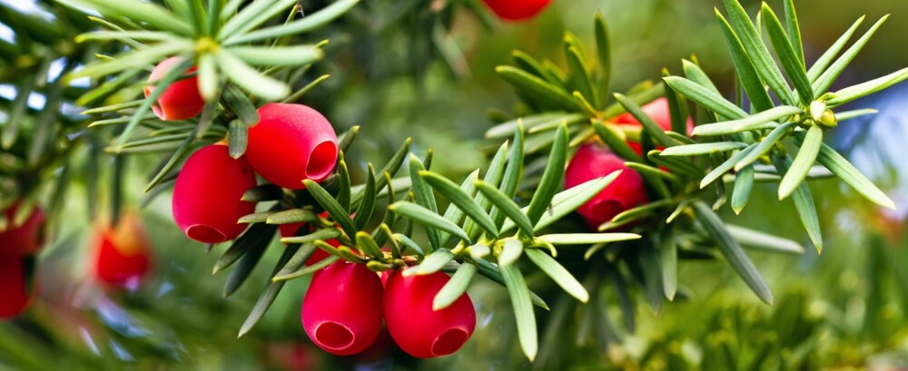 Barlind er giftig, og hvis barnet har spist mer enn fem bær, bør dere kontakte Giftinformasjonen. Kontakt lege ved symptomer. Foto: Colourbox.no Barlind er giftig, og hvis barnet har spist mer enn fem bær, bør dere kontakte Giftinformasjonen. Kontakt lege ved symptomer. Foto: Colourbox.no