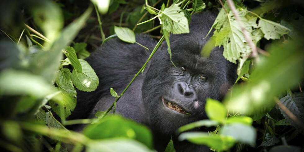 Humba, lederen for denne flokken på 15 dyr, er en 28 år gammel gorilla på rundt 200 kilo. Humba, lederen for denne flokken på 15 dyr, er en 28 år gammel gorilla på rundt 200 kilo.