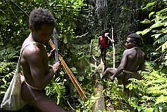 KRUNGLETE: Veien til korowai batuenes landsby går gjennom sumper og tett jungel. Men våre ledsagere virker så blide og ville. De smiler og ler, for plutselig å utstøte noen rabiate kamphyl, som kan skremme fanden på flatmark. KRUNGLETE: Veien til korowai batuenes landsby går gjennom sumper og tett jungel. Men våre ledsagere virker så blide og ville. De smiler og ler, for plutselig å utstøte noen rabiate kamphyl, som kan skremme fanden på flatmark.