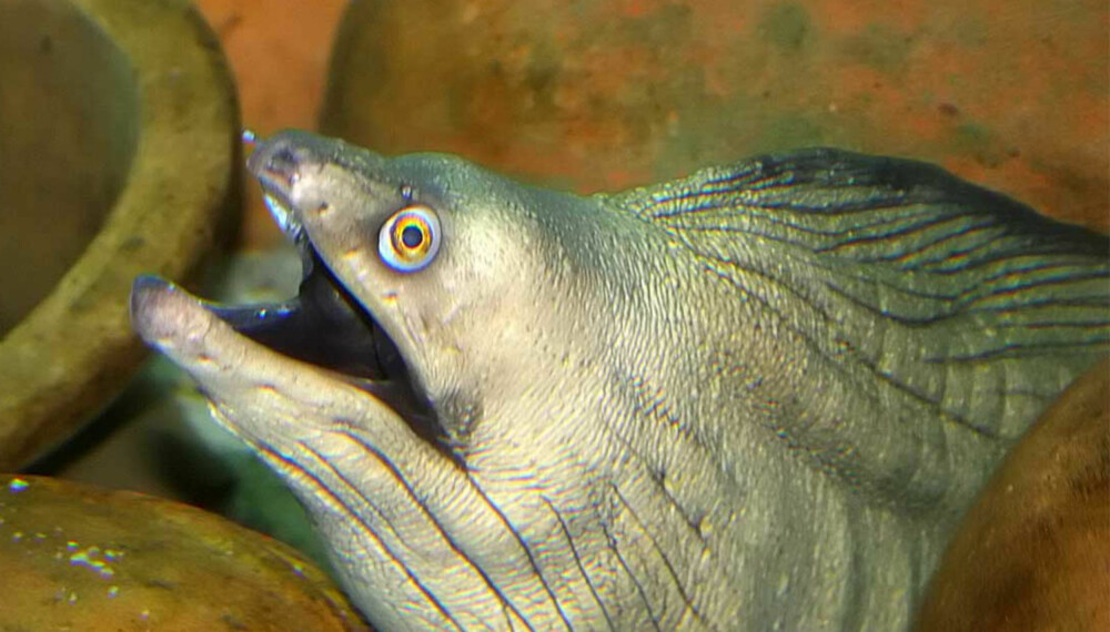 Du vet sikkert hvordan du får fisk, men hvor mye vet du om den egentlig? (Foto: Andrew Brigmond) Du vet sikkert hvordan du får fisk, men hvor mye vet du om den egentlig? (Foto: Andrew Brigmond)