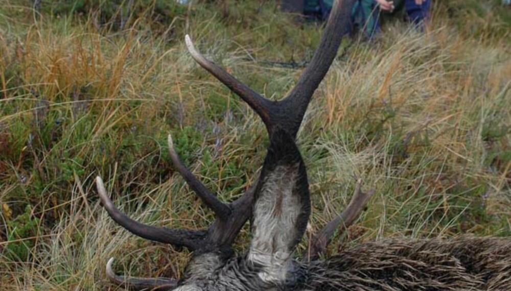Jegerne tar seg en velfortjent pust i bakken etter at siste bukk er felt. Foto: Atle Skjelde Jegerne tar seg en velfortjent pust i bakken etter at siste bukk er felt. Foto: Atle Skjelde