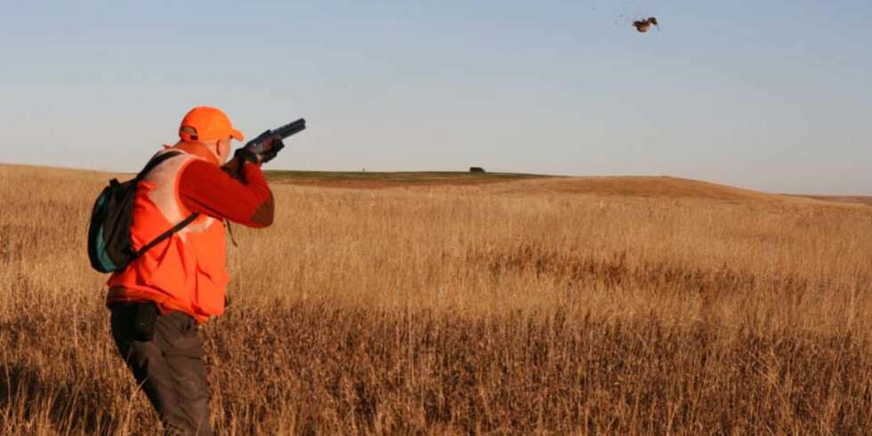 Fulltreffer. De fleste fasanene fløy vekk. Her banker Bjørn Moholdt ned en vakker "rooster" med sin Rugerhagle. Foto: Ola Haug Fulltreffer. De fleste fasanene fløy vekk. Her banker Bjørn Moholdt ned en vakker "rooster" med sin Rugerhagle. Foto: Ola Haug