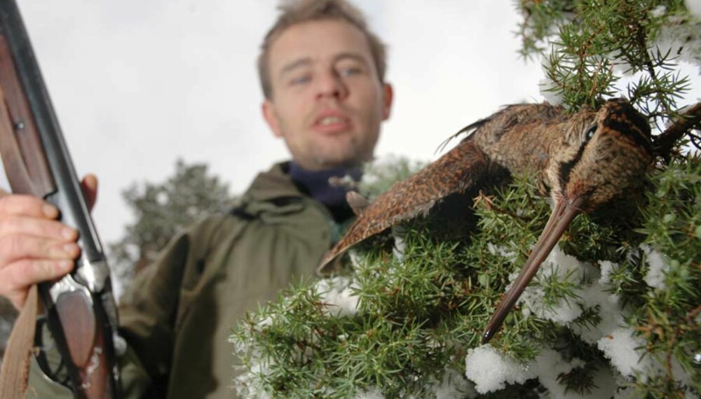 Rugde er en vadefugl, og særlig tallrik på Vestlandet under høsttrekket. På Os ved Bergen har rugdejakt lange tradisjoner. Foto: Atle Skjelde Rugde er en vadefugl, og særlig tallrik på Vestlandet under høsttrekket. På Os ved Bergen har rugdejakt lange tradisjoner. Foto: Atle Skjelde