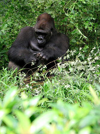Dyrerikets flaueste herre på horehus, det må han være, gorillafar. Han stiller med fem centimeter. Dyrerikets flaueste herre på horehus, det må han være, gorillafar. Han stiller med fem centimeter.