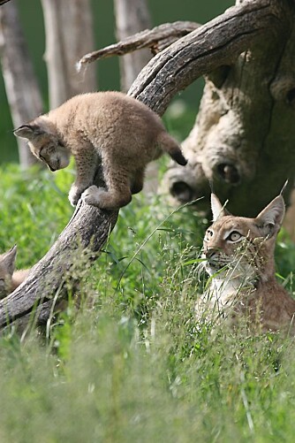 NYTT LIV: Å oppleve gaupemor med unge i naturen er få forunt. Natureventyret er like fortryllende i en dyrepark. NYTT LIV: Å oppleve gaupemor med unge i naturen er få forunt. Natureventyret er like fortryllende i en dyrepark.