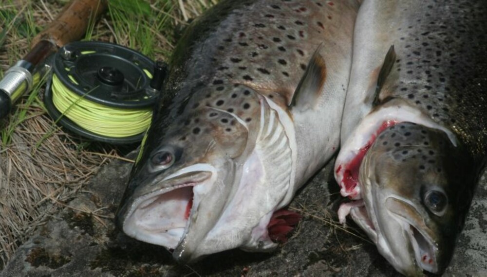 Foto: Dag Kjelsaas Foto: Dag Kjelsaas