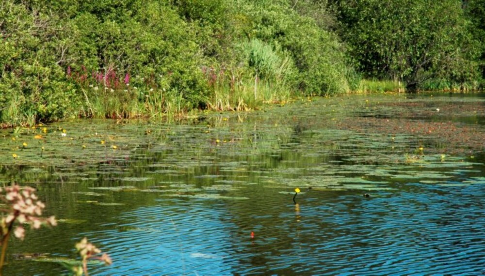 KLIMA: Grunne, næringsrike lavlandsland med stor fisketetthet vil kunne få problemer ved en evntuell algeoppblomstring. (Foto: Krister Ottesen) KLIMA: Grunne, næringsrike lavlandsland med stor fisketetthet vil kunne få problemer ved en evntuell algeoppblomstring. (Foto: Krister Ottesen)
