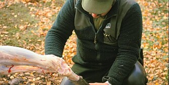 BAKBEINET: Det er ikke lett å treffe leddet med kniven for en førstereis jeger. Se og lær av den erfarne! (Foto: Dag Kjelsaas) BAKBEINET: Det er ikke lett å treffe leddet med kniven for en førstereis jeger. Se og lær av den erfarne! (Foto: Dag Kjelsaas)
