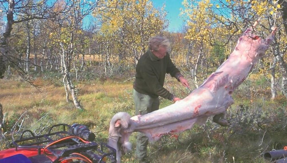 I STREKK: Flåingen går raskest og greiest om dyret henges opp, og hvis skinnet dels trekkes av dyret. Her brukes en terrengmaskin til å trekke skinnet av dyret mense jegeren snitter med kniven når det er nødvendig. (Foto: Dag Kjelsaas) I STREKK: Flåingen går raskest og greiest om dyret henges opp, og hvis skinnet dels trekkes av dyret. Her brukes en terrengmaskin til å trekke skinnet av dyret mense jegeren snitter med kniven når det er nødvendig. (Foto: Dag Kjelsaas)