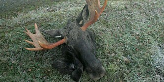MANGE JEGERE ønsker å ta vare på hodet for å stoppe det ut. Da er det viktig å snitte riktig i skinnet under slaktingen. (Foto: Thor Olav Moen) MANGE JEGERE ønsker å ta vare på hodet for å stoppe det ut. Da er det viktig å snitte riktig i skinnet under slaktingen. (Foto: Thor Olav Moen)