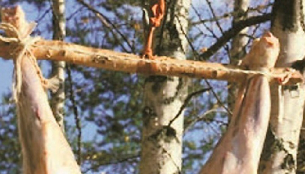 ENKLE HJELPEMIDLER: Det er avgjort lettest å gjøre opp hjortevilt hvis det kan henges opp etter bakbeina. Her er det brukt talje og ellers enkle midler for å få hengt opp en elg. (Foto: Dag Kjelsaas) ENKLE HJELPEMIDLER: Det er avgjort lettest å gjøre opp hjortevilt hvis det kan henges opp etter bakbeina. Her er det brukt talje og ellers enkle midler for å få hengt opp en elg. (Foto: Dag Kjelsaas)