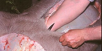 FLERE TEKNIKKER: Det finnes flere teknikker under åpning av buken. Her trues hånda under skinnet med godt tak om kniven, mens spissen peker oppover. (Foto: Dag Kjelsaas) FLERE TEKNIKKER: Det finnes flere teknikker under åpning av buken. Her trues hånda under skinnet med godt tak om kniven, mens spissen peker oppover. (Foto: Dag Kjelsaas)