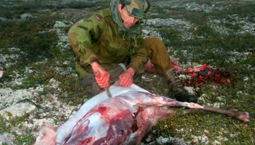 PÅ RYGGEN: Legg viltet på ryggen. Da blir det enkelt å gjøre de første inngrepene med kniven. (Foto: Dag Kjelsaas) PÅ RYGGEN: Legg viltet på ryggen. Da blir det enkelt å gjøre de første inngrepene med kniven. (Foto: Dag Kjelsaas)