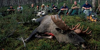 STOROKSEFALL: Av og til lykkes man i å felle storoksen likevel (Foto: Bjørn Brendbakken) STOROKSEFALL: Av og til lykkes man i å felle storoksen likevel (Foto: Bjørn Brendbakken)