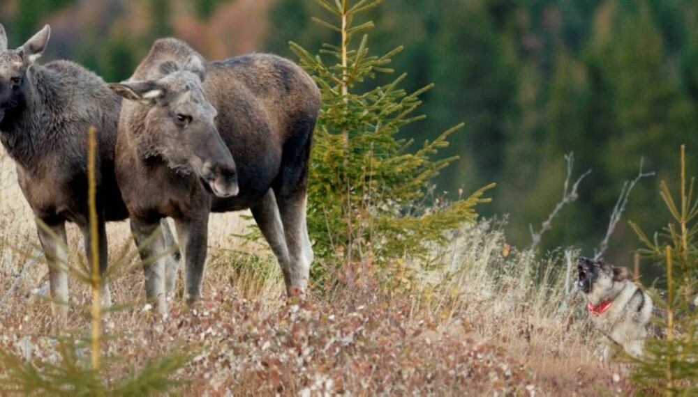 TAKTFAST: En god standhund kan holde losen taktfast og jevnt i time etter time (Foto: Yngve Ask) TAKTFAST: En god standhund kan holde losen taktfast og jevnt i time etter time (Foto: Yngve Ask)