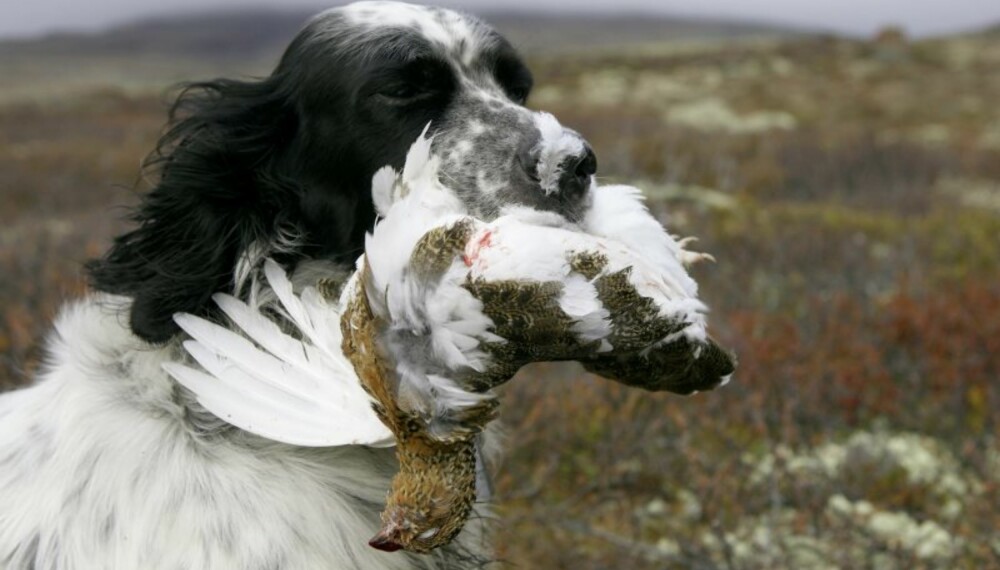 Rypejakt med engelsksetter er en stor del av livet til Leif Halvorsen. Hundetrening, skytetrening og rypejakt går hånd i hånd. (Foto: Dag H. Karlsen) Rypejakt med engelsksetter er en stor del av livet til Leif Halvorsen. Hundetrening, skytetrening og rypejakt går hånd i hånd. (Foto: Dag H. Karlsen)