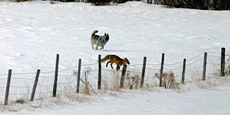 Reveskabb kan smitte til hunder! (Foto: Bjørn Brendbakken) Reveskabb kan smitte til hunder! (Foto: Bjørn Brendbakken)