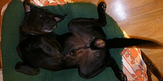 Hvis hunden stadig klør seg, kn det være et tegn på lus eller lopper. (Foto: Dag Kjelsaas) Hvis hunden stadig klør seg, kn det være et tegn på lus eller lopper. (Foto: Dag Kjelsaas)