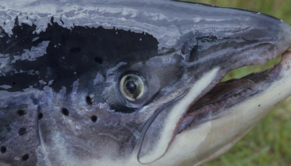 STORLAKSEN er på land - markfiskerens drøm har gått i oppfyllelse. (Foto: Dag Kjelsaas) STORLAKSEN er på land - markfiskerens drøm har gått i oppfyllelse. (Foto: Dag Kjelsaas)