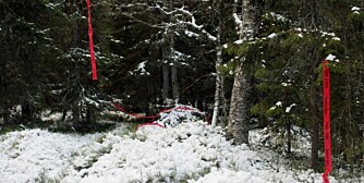 MERKEBÅND av plast kan settes opp om en sitter alene på post, og dyra kan ha flere veier forbi. Båndene settes slik at de tvinger dyra til å svinge mot posten, men må ikke sperre fluktveien for brått. (Foto: Dag Kjelsaas) MERKEBÅND av plast kan settes opp om en sitter alene på post, og dyra kan ha flere veier forbi. Båndene settes slik at de tvinger dyra til å svinge mot posten, men må ikke sperre fluktveien for brått. (Foto: Dag Kjelsaas)