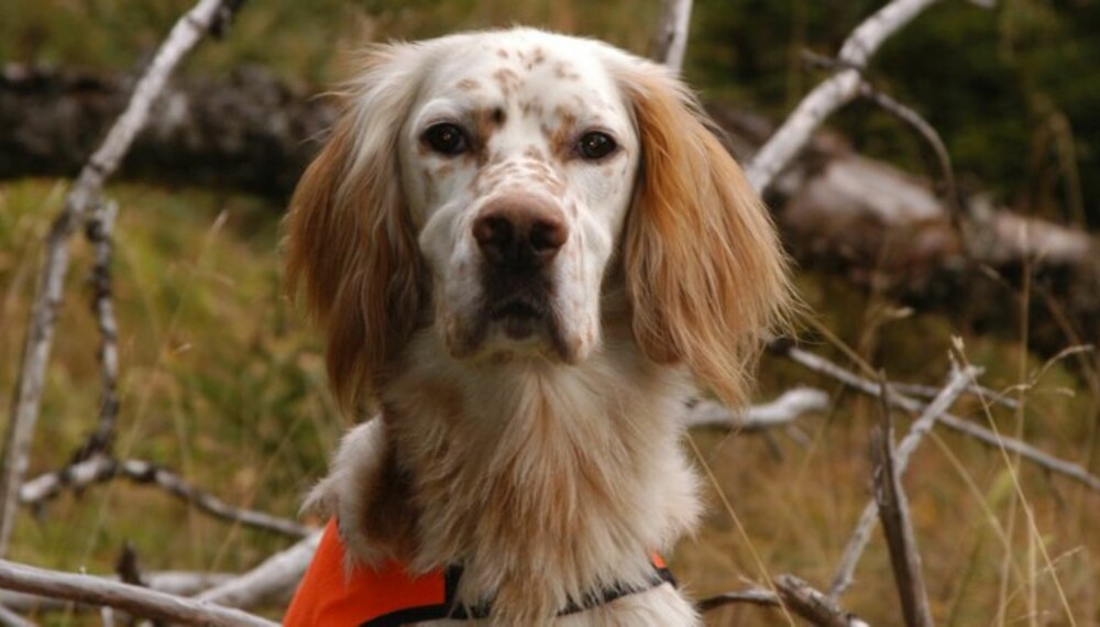 EFFEKTIV OG NYTTIG: En stående fuglehund søker mer effektivt enn en støkkjeger, og finner dessuten raskt igjen skadeskutt fugl. Norges beste fuglehund de senere årene, HiTreff, er først og fremst en høyfjellshund, men eier Ingvar Rødsjø bruker hunden til skogsfugljakt også. (Foto: Thor Olav Moen) EFFEKTIV OG NYTTIG: En stående fuglehund søker mer effektivt enn en støkkjeger, og finner dessuten raskt igjen skadeskutt fugl. Norges beste fuglehund de senere årene, HiTreff, er først og fremst en høyfjellshund, men eier Ingvar Rødsjø bruker hunden til skogsfugljakt også. (Foto: Thor Olav Moen)