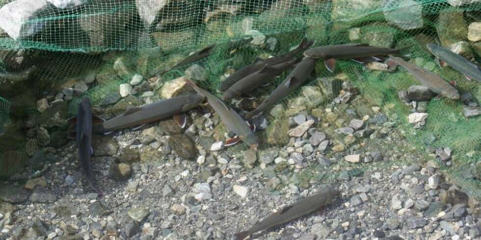 HOLD FISKEN LEVENDE: Flere halvkilosrøyer går i stengselet. Rett før avsluttet fisketur blir de tatt opp med håv, avlivet og renset. (Foto: Dag Kjelsaas) HOLD FISKEN LEVENDE: Flere halvkilosrøyer går i stengselet. Rett før avsluttet fisketur blir de tatt opp med håv, avlivet og renset. (Foto: Dag Kjelsaas)
