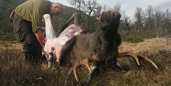 Elgjakt som har lykkes! (Foto: Dag Kjelsaas) Elgjakt som har lykkes! (Foto: Dag Kjelsaas)