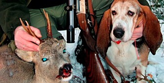 ALLSIDIG: Basset Artesien normand er en allsidig jakthund som ifølge entusiastene kan brukes til det meste! (Foto: Jørund Lien) ALLSIDIG: Basset Artesien normand er en allsidig jakthund som ifølge entusiastene kan brukes til det meste! (Foto: Jørund Lien)