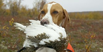 Det er sjelden noe problem å lære en pointer apport. (Foto: Dag H. Karlsen) Det er sjelden noe problem å lære en pointer apport. (Foto: Dag H. Karlsen)