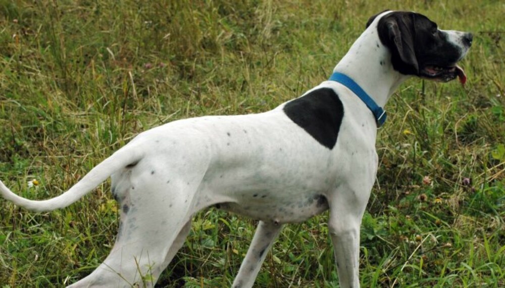 Pointeren – en allround stående fuglehund for alle terrenger. (Foto: Peder W. Cappelen) Pointeren – en allround stående fuglehund for alle terrenger. (Foto: Peder W. Cappelen)
