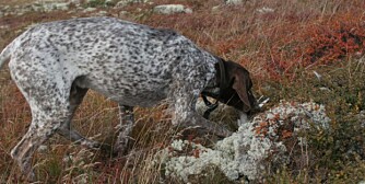 Korthåret vorsteher, eller en annen vorsteher, sikrer langt på vei en hund med jaktlyst. (Foto: Dag Kjelsaas) Korthåret vorsteher, eller en annen vorsteher, sikrer langt på vei en hund med jaktlyst. (Foto: Dag Kjelsaas)