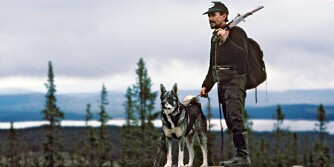 Jämthunden skal være en stor, rektangulær spisshund, men smidig og med god reisning. (Foto: Tomas Johansson) Jämthunden skal være en stor, rektangulær spisshund, men smidig og med god reisning. (Foto: Tomas Johansson)